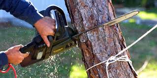 Reliable Grapeland, TX Tree Care Solutions