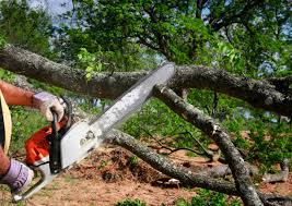 How Our Tree Care Process Works  in  Grapeland, TX